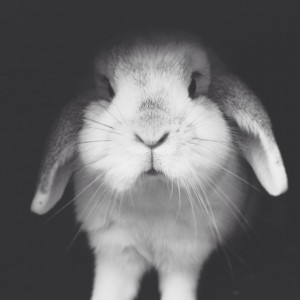 Bunny von D