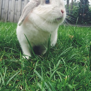 Een dag uit het leven van Bunny von D