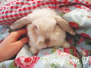 Bunny von D