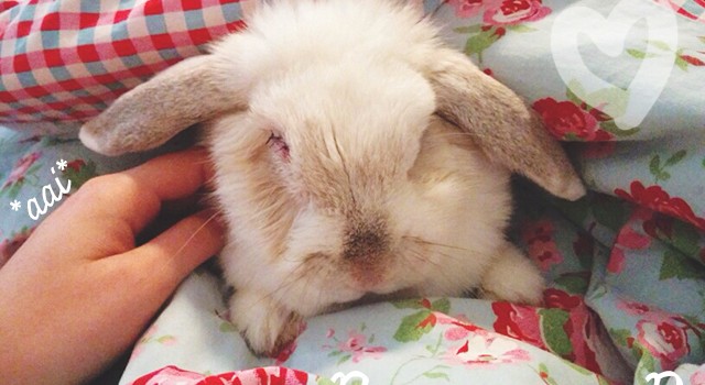 Bunny von D
