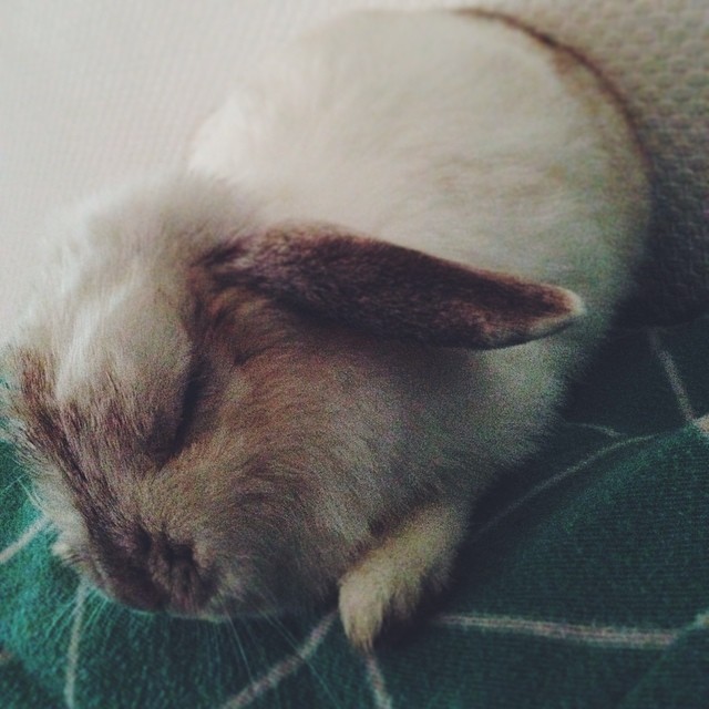 slapend konijn