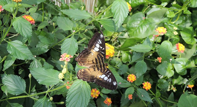 Botanische Tuinen Utrecht