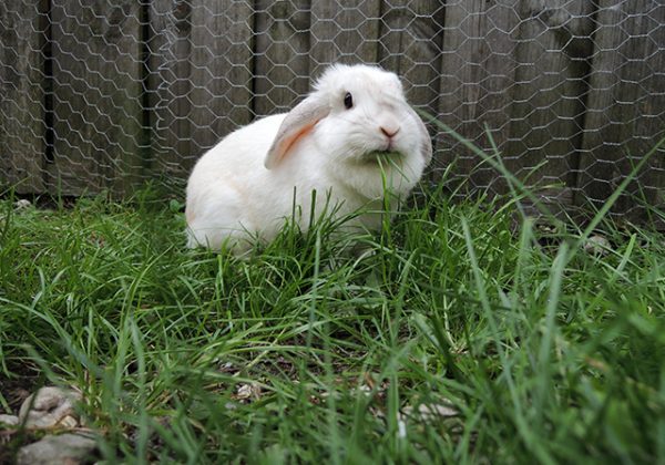 bunny von d in het gras