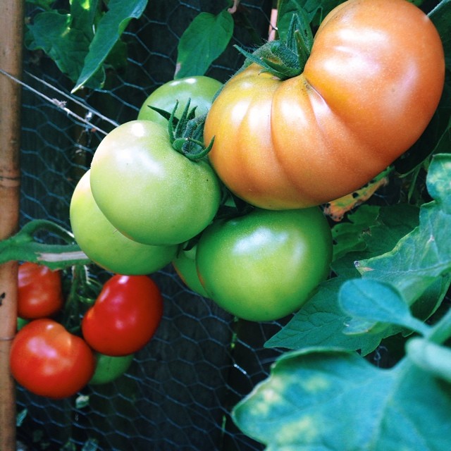tomaten uit eigen tuin