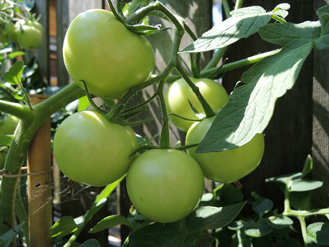 Tomatenplant
