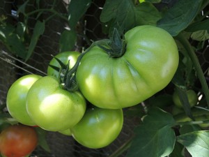 Tomatenplant