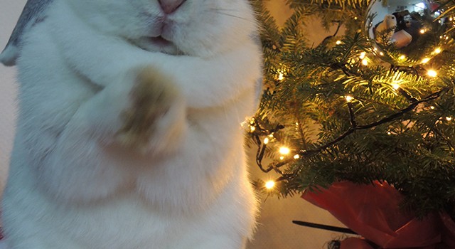 kerstkonijn
