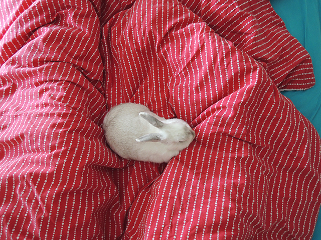 konijn in bed