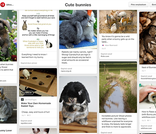 cute bunnies pinterest board