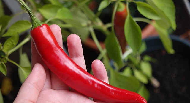 moestuin