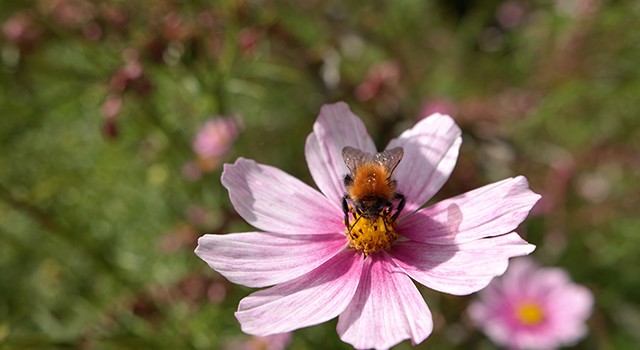 hortus botanicus amsterdam