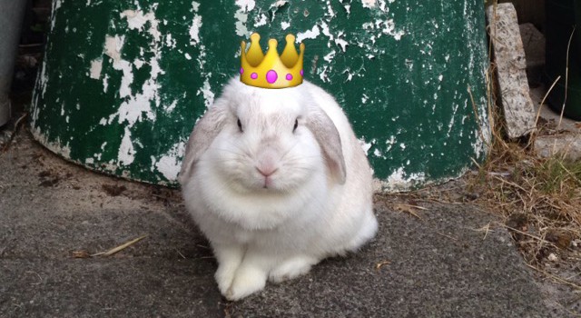 bunny von d