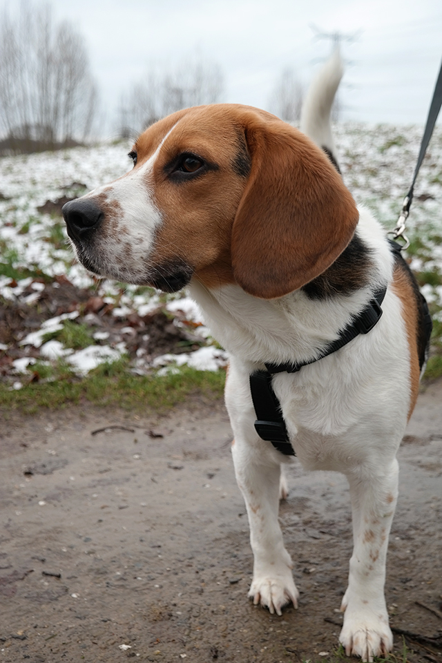 Ollie de beagle