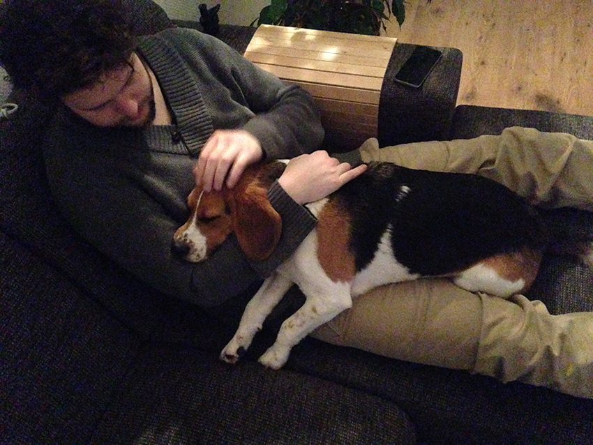 Ollie de beagle