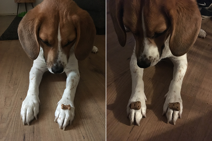 hogyan lehet lefogyni beagle