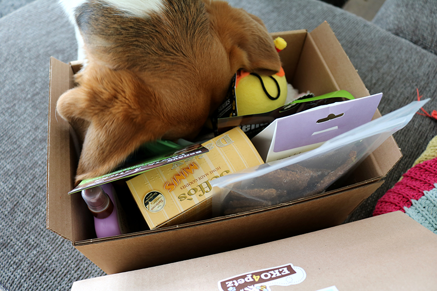 Win een Eko4Petz verrassingsbox voor je huisdier