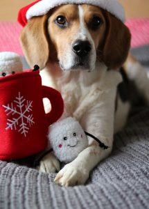Ollie de beagle als model voor de kerstkaarten